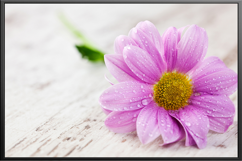 Tranh hoa - 003 (A5)