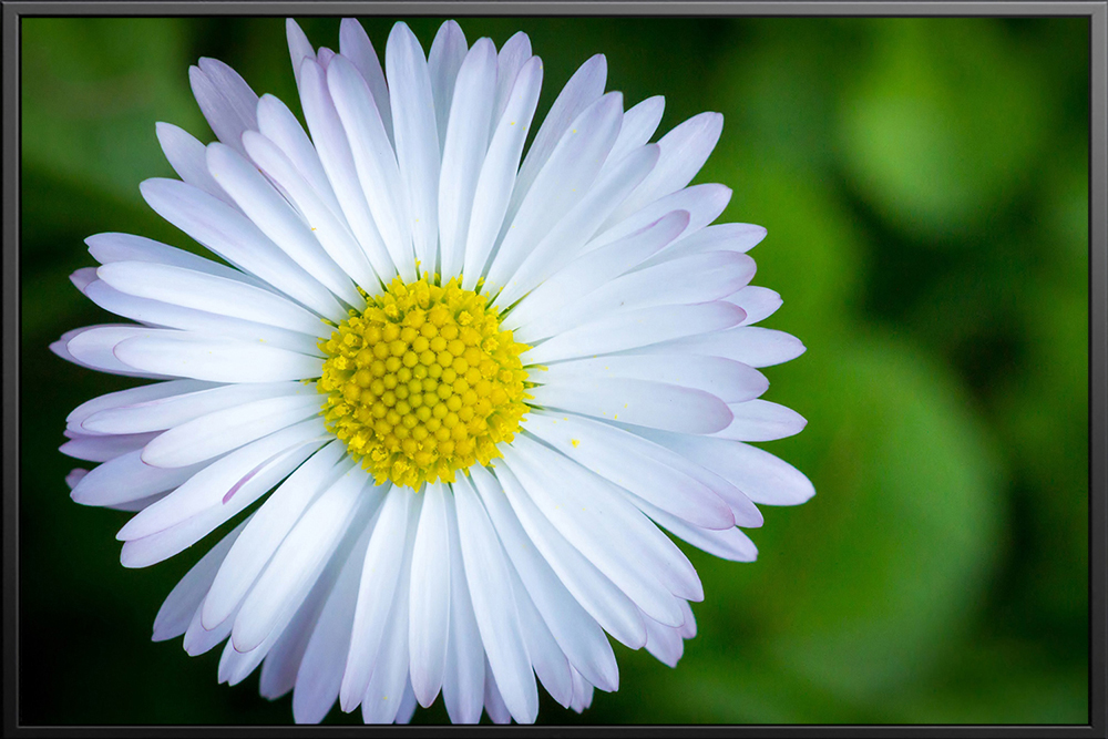 Tranh hoa - 004 (A5)