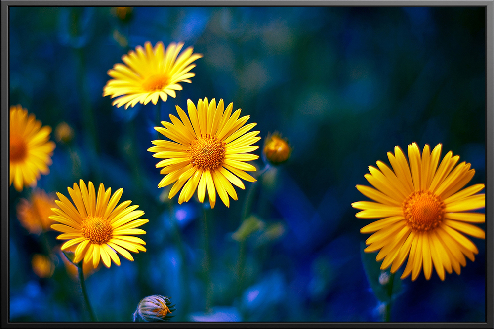 Tranh hoa - 007 (A5)